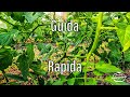Come Ammaestrare Pianta Pomodoro a Due Branche | Guida Rapida [2]
