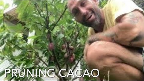 Pruning Cacao Trees for Maximum Production 🍫