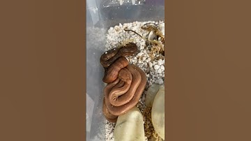 Clutch #2 almost done hatching! Carpet Python snake babies!! #shorts #carpetpython #python #eggs