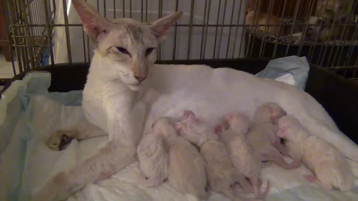 Watch the video about Geboorte Siamese kittens Choco Eclair and Prince - 2016