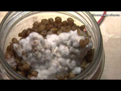 В подмосковной Балашихе полицейские задержали мужчину, который дома выращивал галлюциногенные грибы