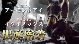 アーモンドアイ　シルクhc記念ダウンジャケット　 シルクhcトートバッグ付 アーモンドアイ シルクhc記念ダウンジャケット シルクhcトート