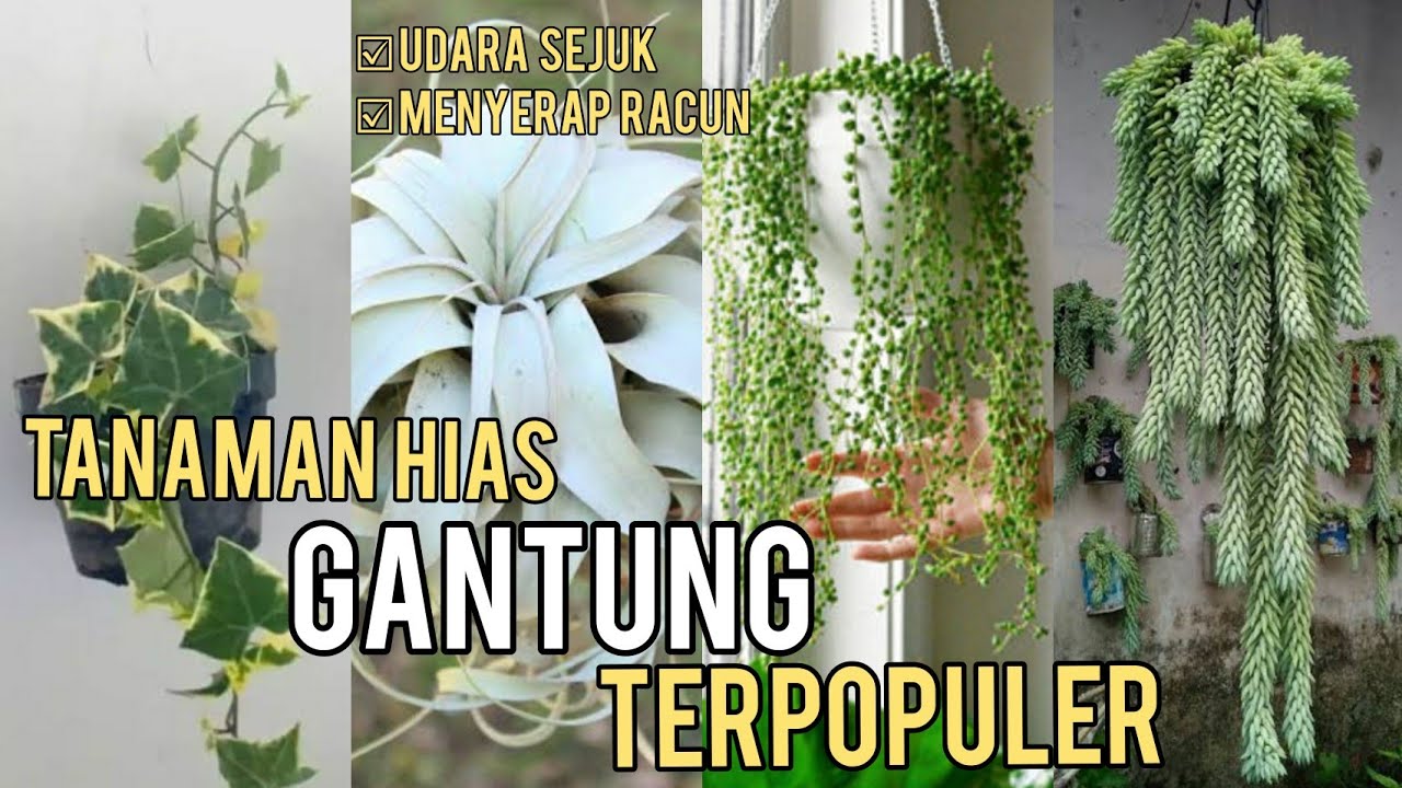 9 Jenis Tanaman Hias Gantung Terpopuler Di Dunia — Transcript