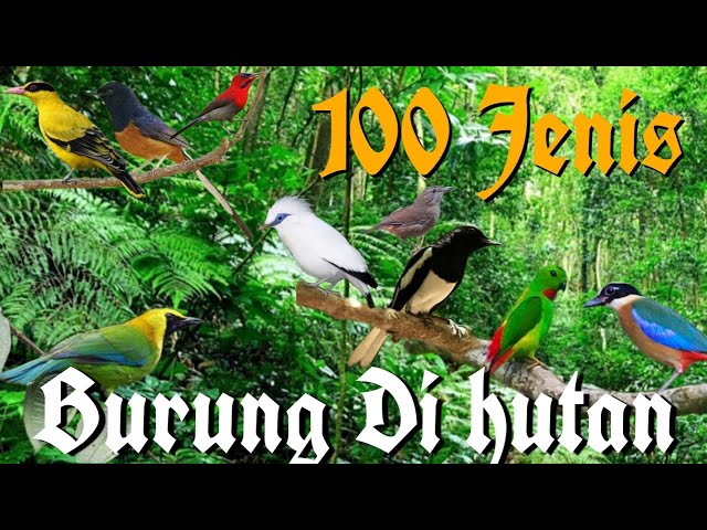 Burung hutan,bird of Indonesia class=