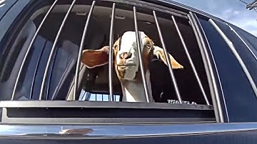 Texas Cop Detains Runaway Goat on Busy Road