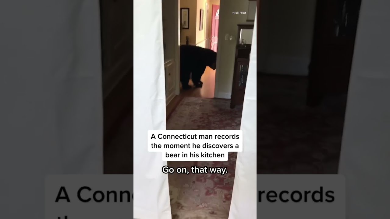 #Connectict Man Records The Moment He Discovers A Bear In His Kitchen