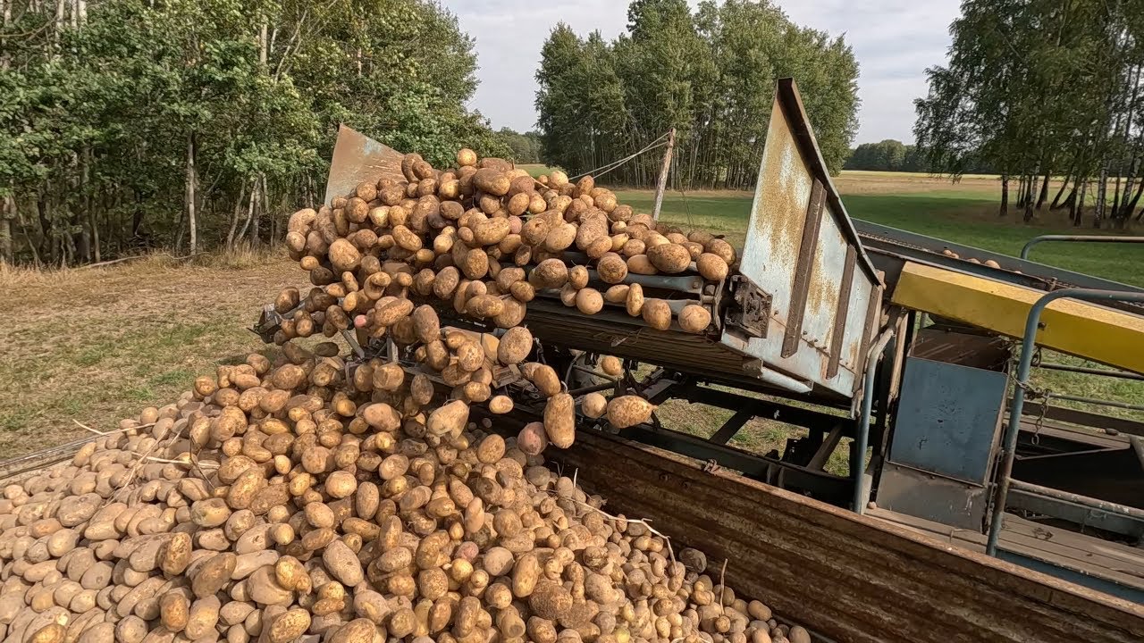 #207 Wykopki Ziemniaków 2023 || Na Własne Potrzeby Starczy || Plon Słaby...