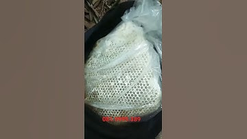 Đánh ong khoái khủng trong rừng vầu