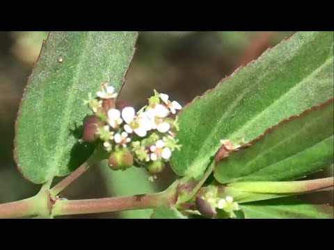 فيديو: عائلة الفربيون: الوصف والتوزيع