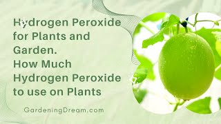 Hydrogen Peroxide for Plants and Garden  How Much Hydrogen Peroxide to use on Plants