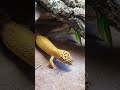 gekon lubi robaki #zwierzęta #reptiles #hobby #gecko #jaszczur #jaszczur #lizard #gekon #animals