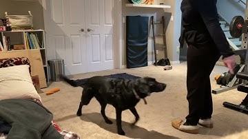 Exercise 8.6 Use a Target to teach a New Behaviour - Video 2 with Lyla learning “Beside”