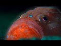 What lurks in the midnight zone  blue planet ii  bbc earth