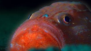 What Lurks in the Midnight Zone? | Blue Planet II | BBC Earth