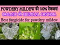 Powdery mildew का 100% जैविक और रासायनिक कंट्रोल। powdery mildew । powdery mildew disease in hindi