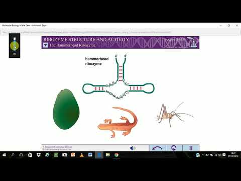 Ribozyme structure and activity..........................