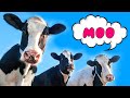 Mooing cows for kids. Funny cow dance.