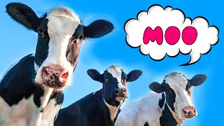 Mooing cows for kids. Funny cow dance.