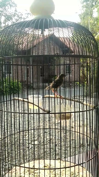 suara panggilan ciblek