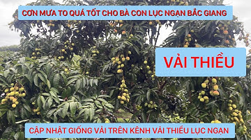 CẬP NHẬT CÁC GIỐNG VẢI SAU CƠN MƯA KHÁ TO TẠI BIỂN ĐỘNG LỤC NGẠN BẮC GIANG