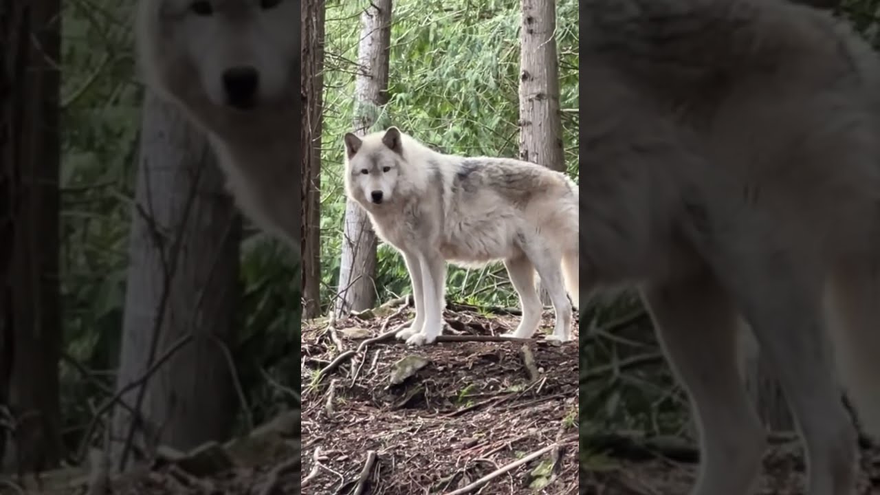 Howling With Our 14 Year Old Gray Wolf Dog Ambassador Kakoa Howl Wolfdog Rescue