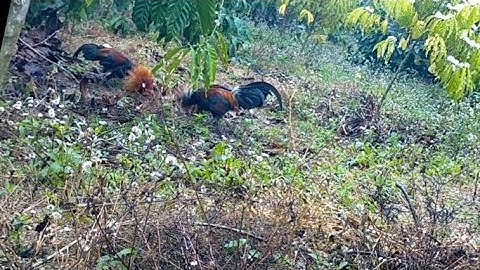 Bẫy gà rừng Daklak 17/1/2021 bán gà mồi gà rừng rặc 0981.519.719