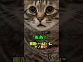 「あぁ」お喋り猫！気持ちがわかるお返事ピノりん🤭😂❤️ #猫 #cat #ピノ #保護猫