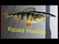 Воблер RAPALA MAXRAP. Твичинг. Окунь на спиннинг. auxmedia auxmedia