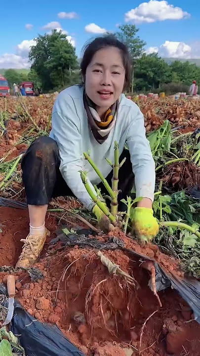 Agriculture harvesting ice lotus root #gardentips #farming #harvest #satisfying #video