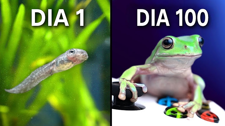 Criando Rãs para Jogar Videogames!