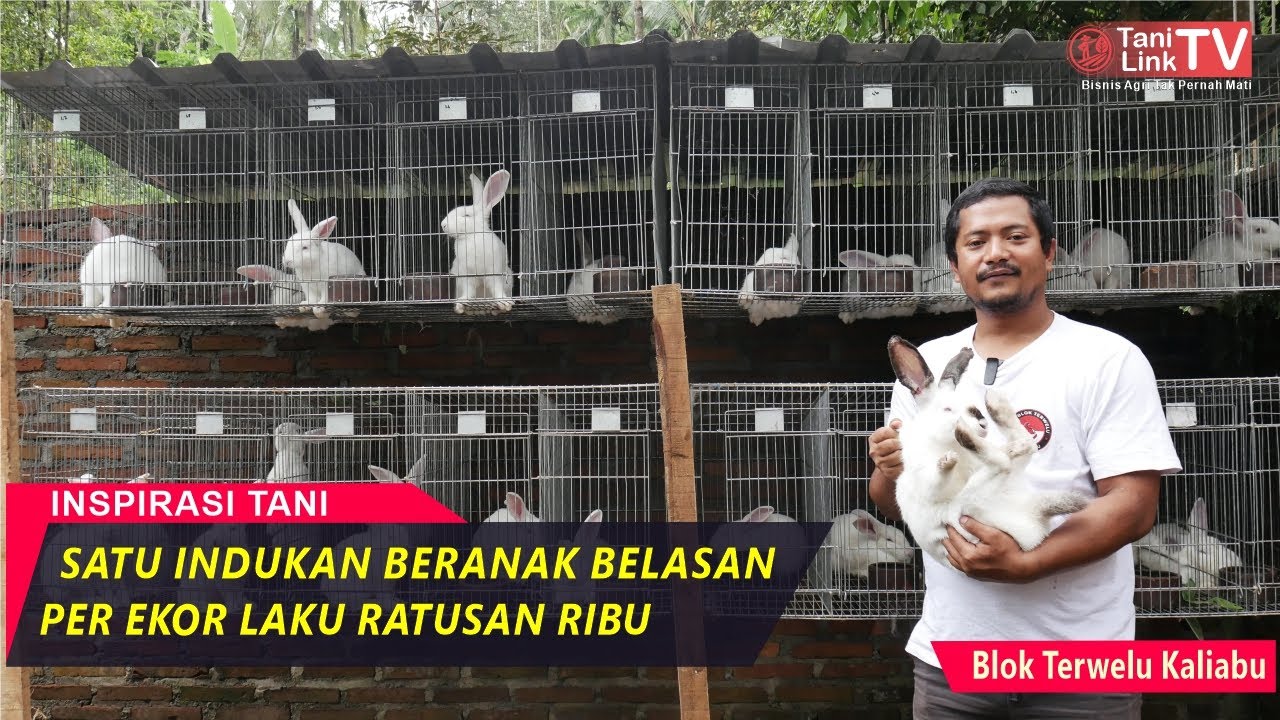 Rahasia Budidaya Kelinci Pedaging Berkualitas, Anti Stres dan Anti Rugi!