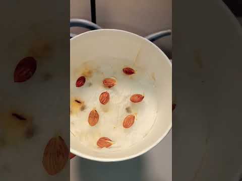 فيديو: العناية بالخوخ البارون الأحمر: تعرف على زراعة خوخ البارون الأحمر