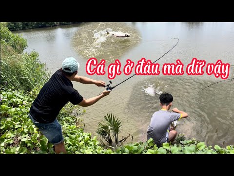 Video Câu Lure Cá Chẽm trong cái ao nhỏ | Cá Táp giật không... - youtube