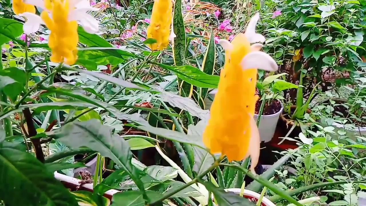 Beautiful golden candleflowers in my garden ️👍💛 YouTube