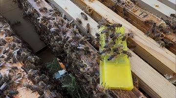 Introducing a new Queen to the hive