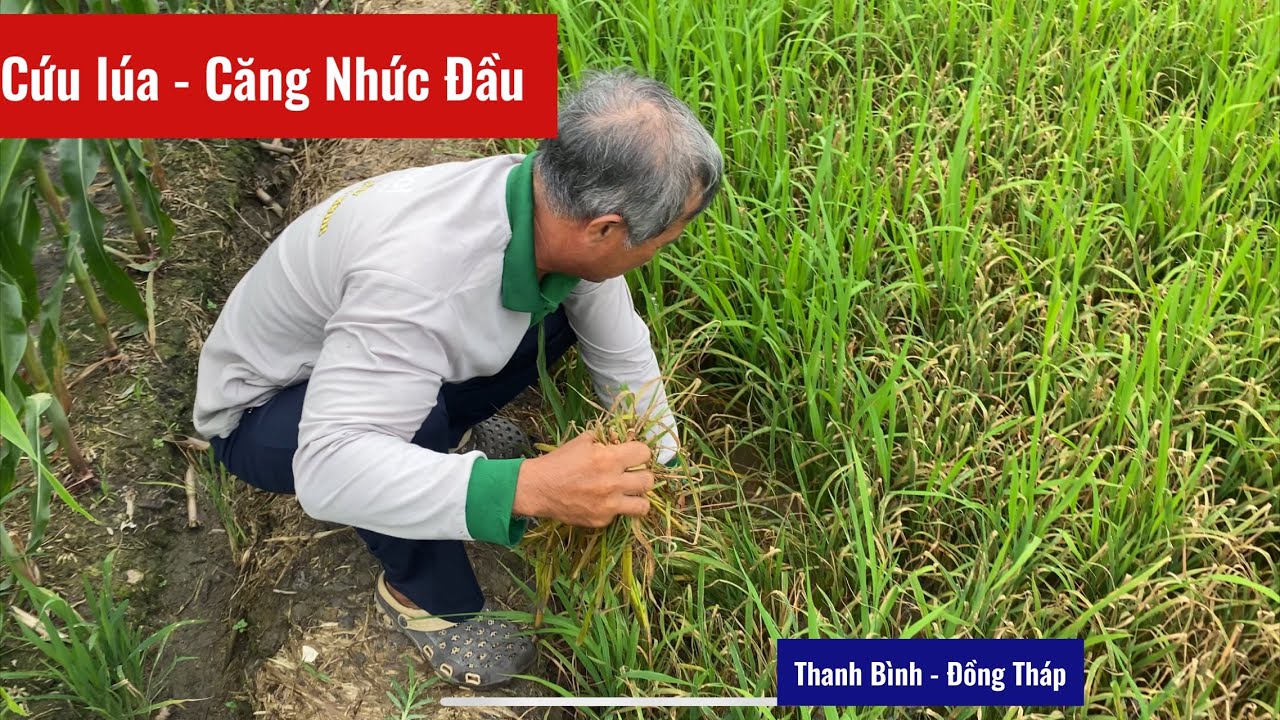 Cứu Lúa Lần Đầu Tiên Mới Gặp Cảnh Này. Tại Thanh Bình - Đồng Tháp