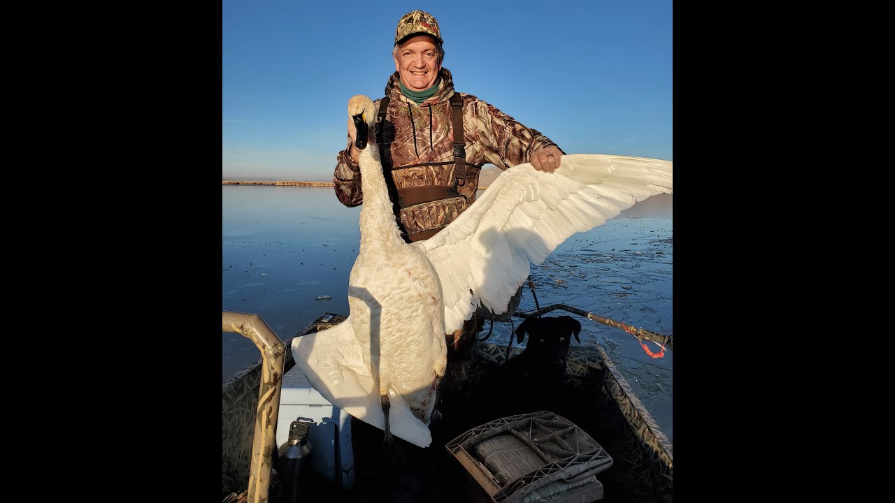 swan hunt 1 YouTube