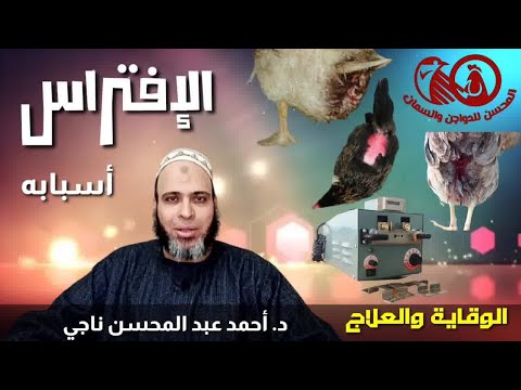 " الإفتراس"🐾 لأول مرة تجميع لكل الأسباب والعلاجات في البط🦆 والفراخ البلدي🐓 والدواجن البيضاء🐔حصريا