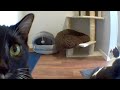 What Do My Cats Do When I’m Not Home? A Weeks Worth Of Kitty Shenanigans (CatCam)