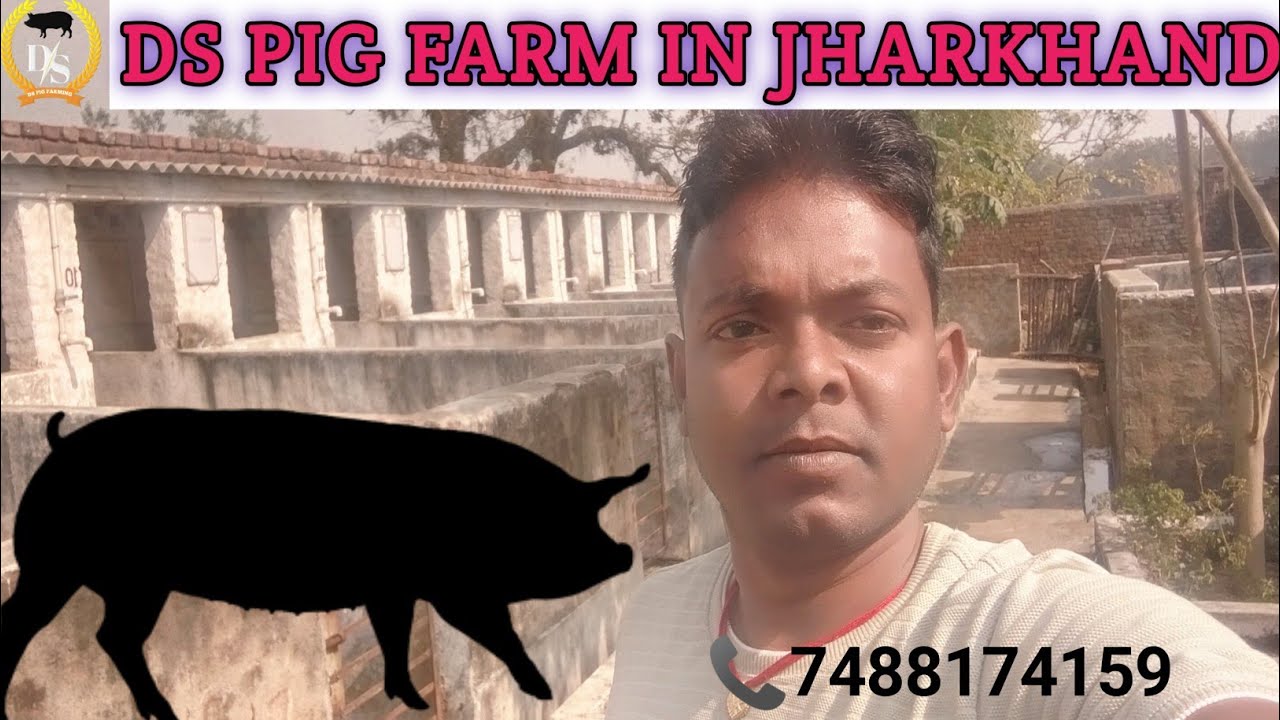 PIG FARM IN JHARKHAND 