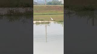 Encontrei uma garça no lago de olarias em ponta grossa