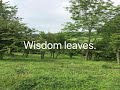 Wisdom leaves