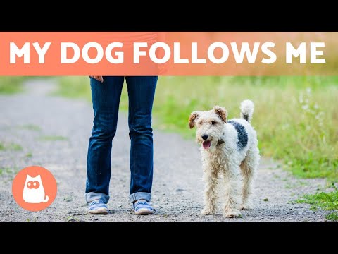 Video: Hvorfor gjør min hund Point?