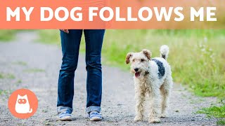 Why Does My DOG FOLLOW Me Everywhere?  (5 Reasons)