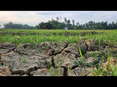 Petani Padi di Darul Aman, Aceh Timur Kekeringan