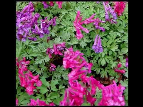 Corydalis Herb Health Benefits & Side Effects