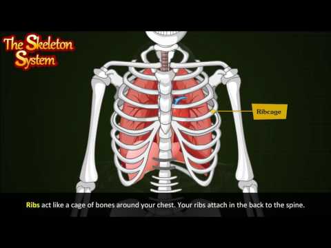 Skeletal system | Human skeletal system | Skeletal system function | The skeletal system