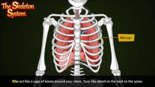Skeletal system | Human skeletal system | Skeletal system function | The skeletal system