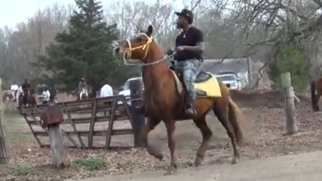 Gaited Horses of Big Money Stables YouTube