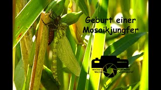 Geburt einer Mosaikjungfer, Libelle, Libellen, dragonfly, schlupf, schlüpfen, Naturdoku, Tierdoku,